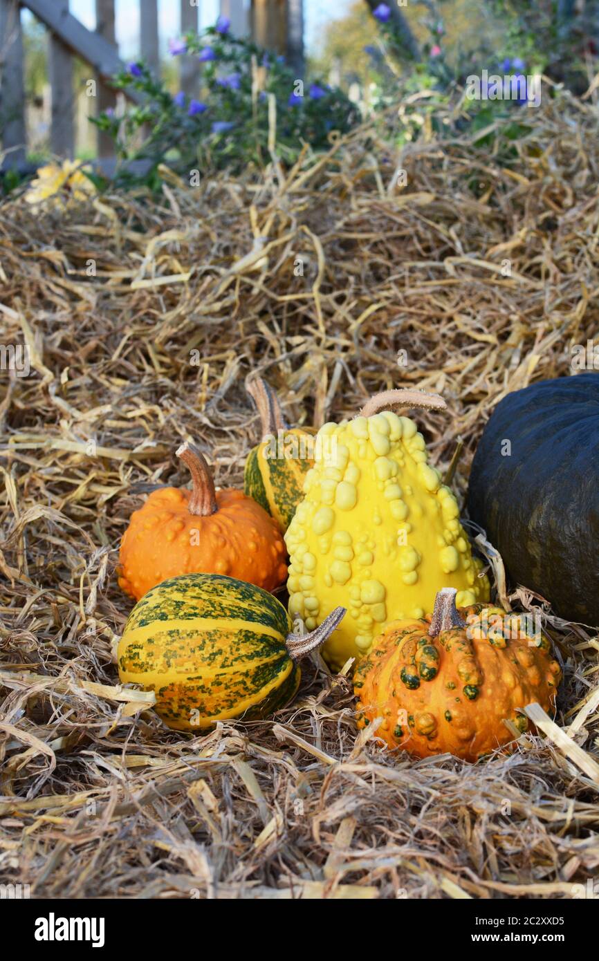 Selezione di arancione, verde e giallo coloquintidi ornamentali in un mucchio di paglia in una caduta di giardino rurale Foto Stock