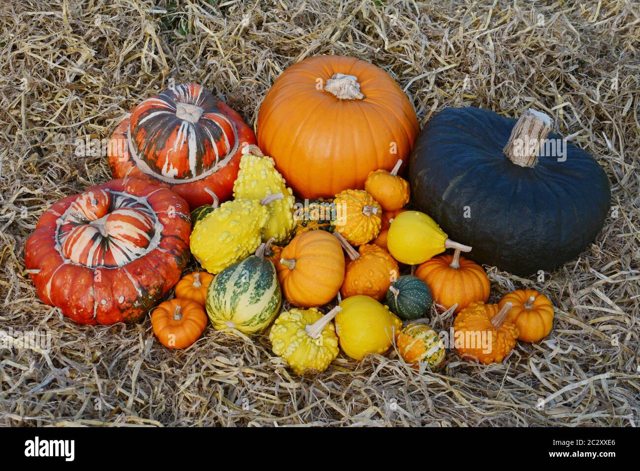 Grande pila di caduta di zucche, zucche e zucche ornamentali in ringraziamento su un letto di paglia Foto Stock