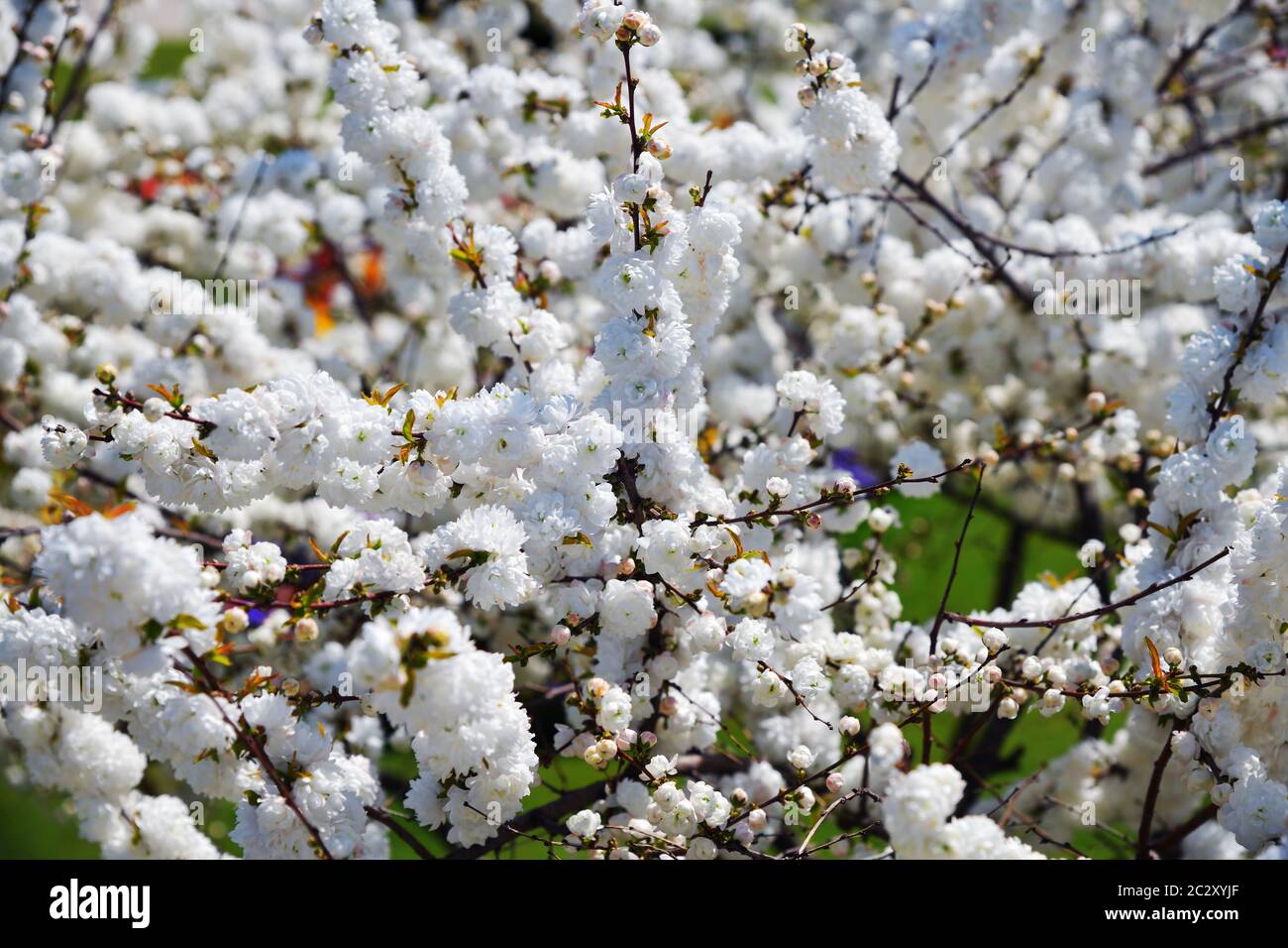 Alba Plena. Prunus glandulosa, chiamata amarena cinese, prugna cinese, e mandorla fiorita nana. Fioritura su arbusto ornamentale. Messa a fuoco selettiva Foto Stock