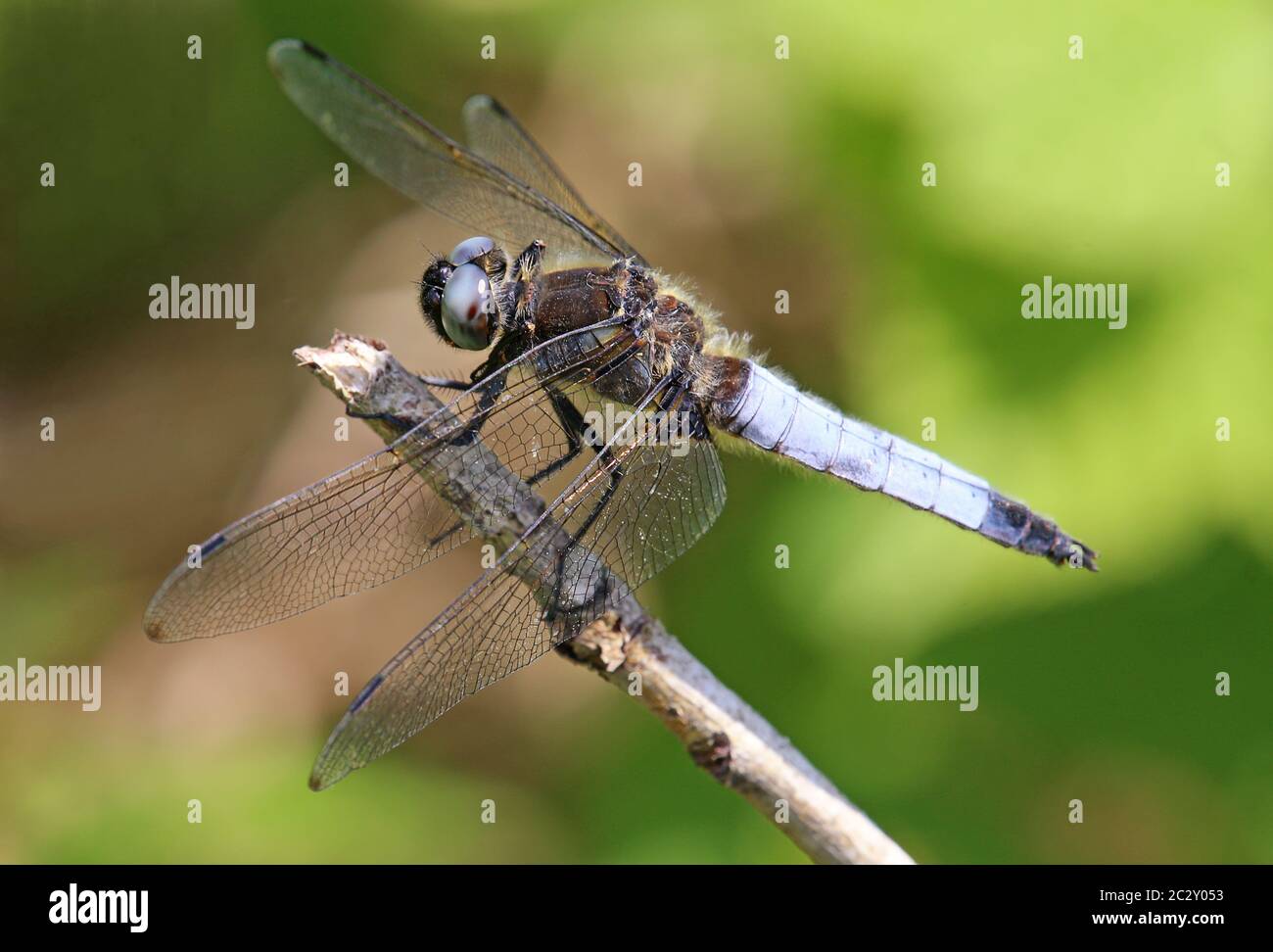 Pancia piatta maschile Libellula depressa come registrazione macro Foto Stock