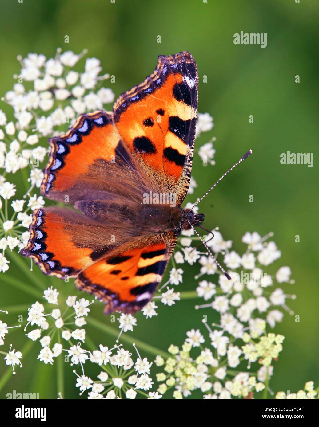 Piccola volpe Aglais orticae Foto Stock
