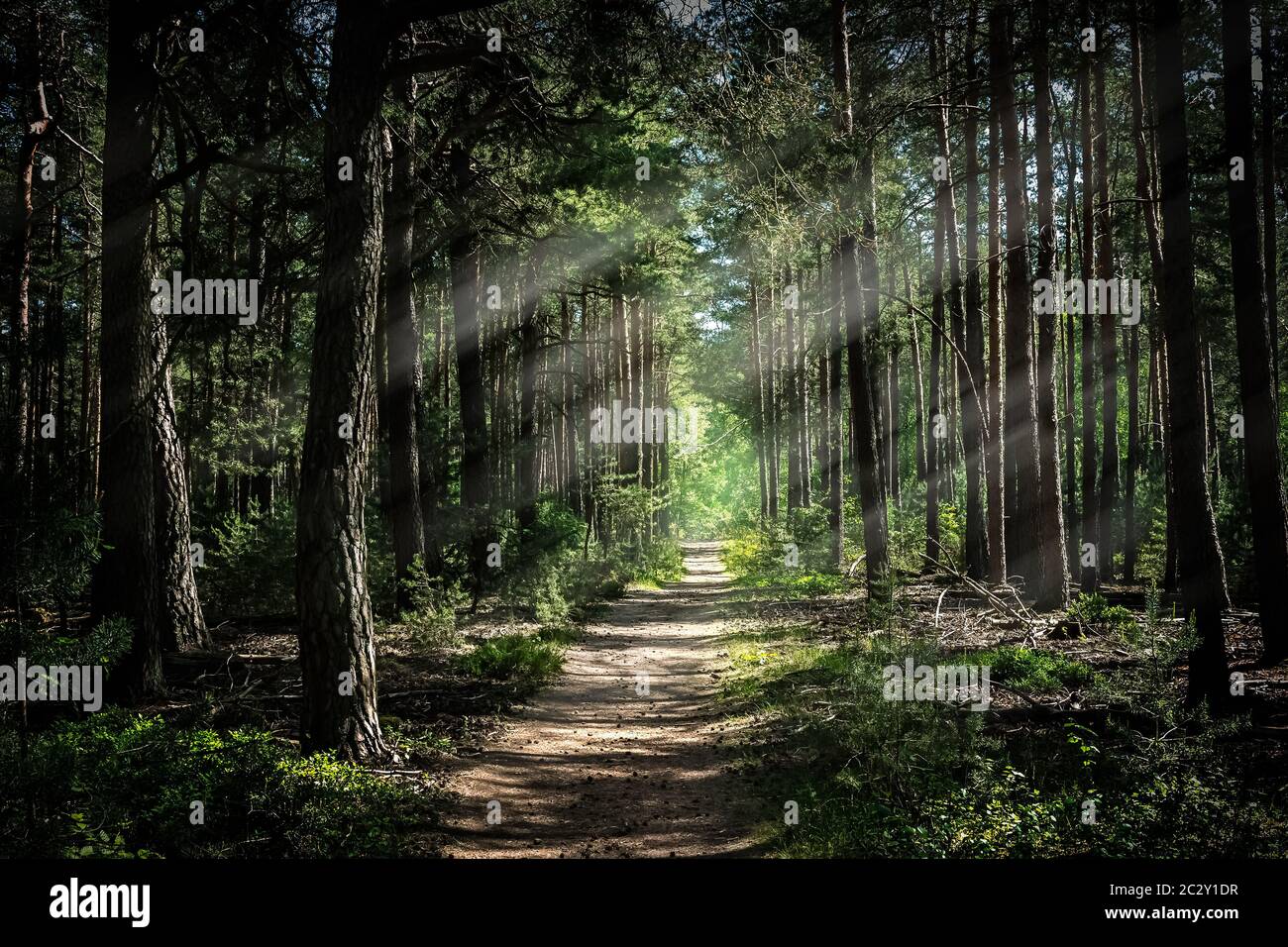 Sunlit Path attraverso una verde Estate Foresta Foto Stock