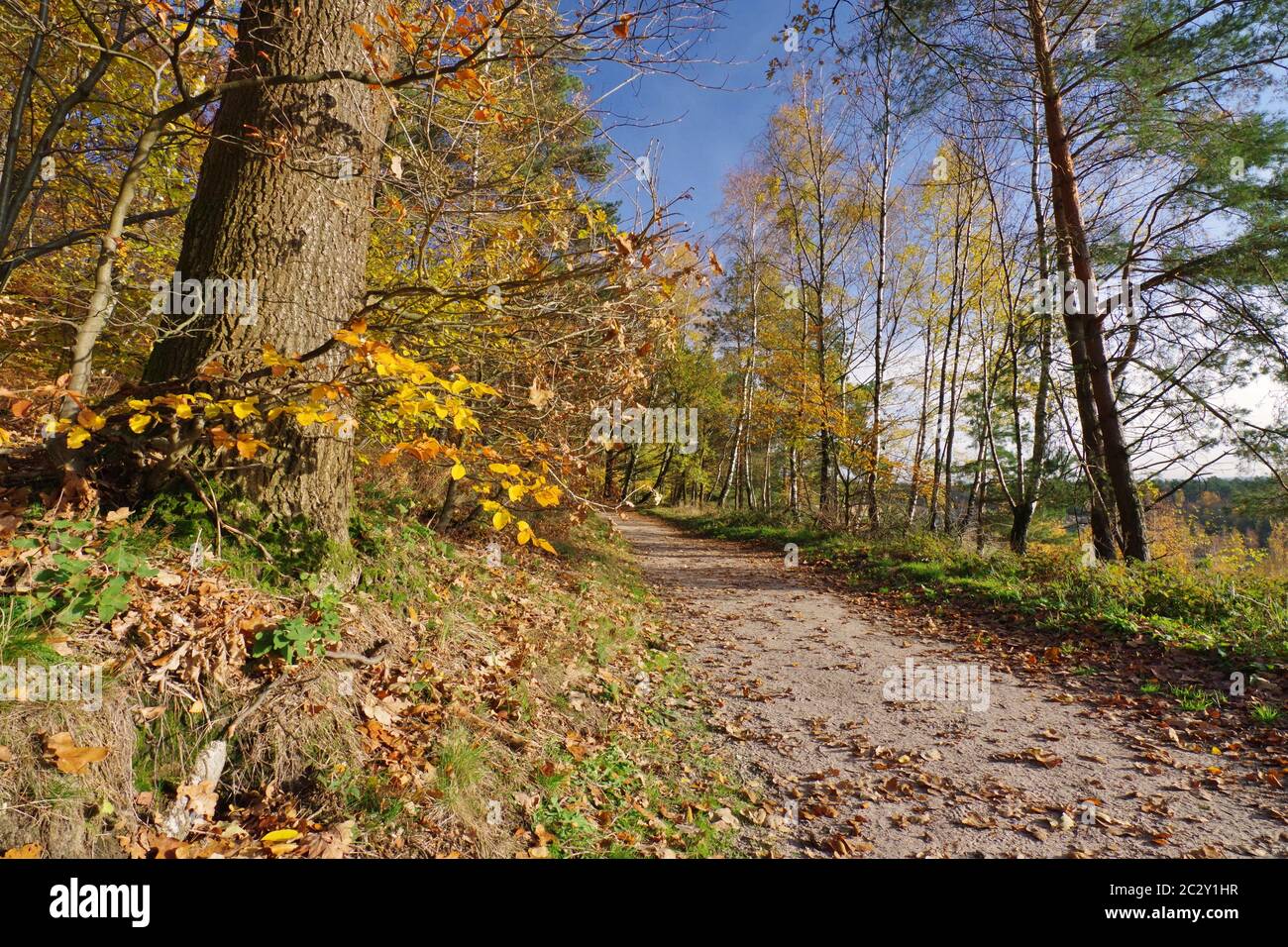 Autunno nella natura Reservat Senne, Oerlinghausen, Eastwestphalia-Lippe, Nord Reno-Westfalia, Germania, Europa occidentale Foto Stock