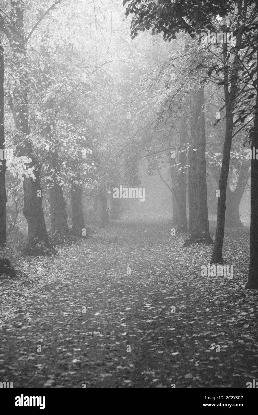 Viale bianco e nero di alberi nel parco, Hampstead Heath London Foto Stock