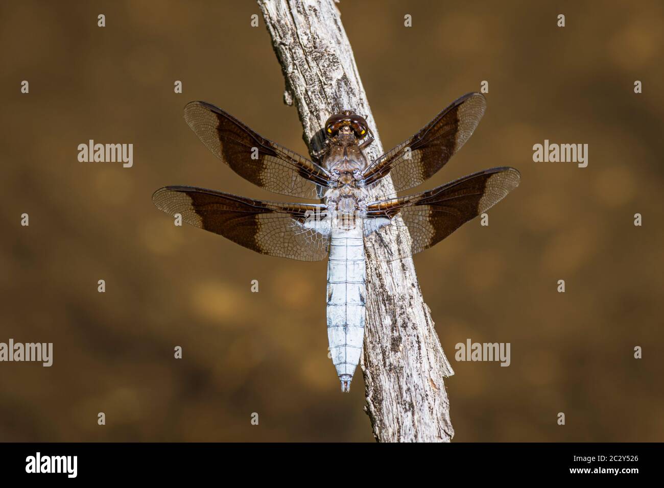 Maschio comune Whitetail Skimmer dragonfly (Plathemis lydia) che riposa sul ramo salice al bordo dello stagno in zone umide, Castle Rock Colorado USA. Foto Stock