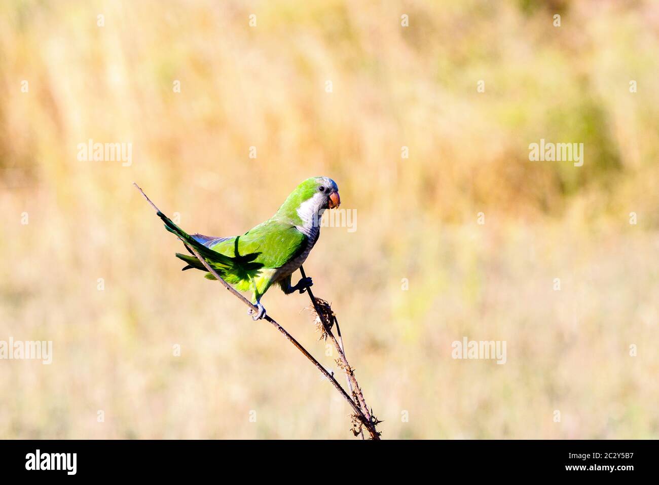 Parakeet rosa nel Parco degli Acquedotti - Roma Foto Stock