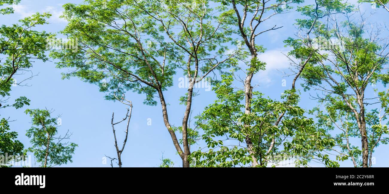 Le cime degli alberi nella foresta contro il cielo blu con le nuvole di sfondo Foto Stock