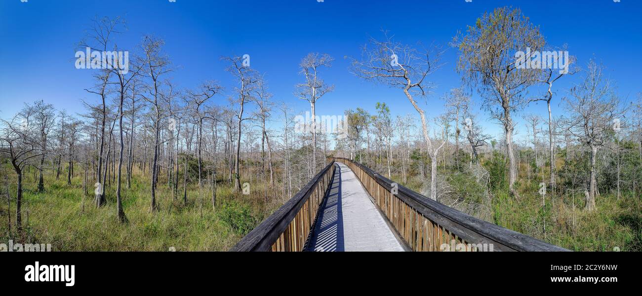 la natura delle everglades, florida Foto Stock