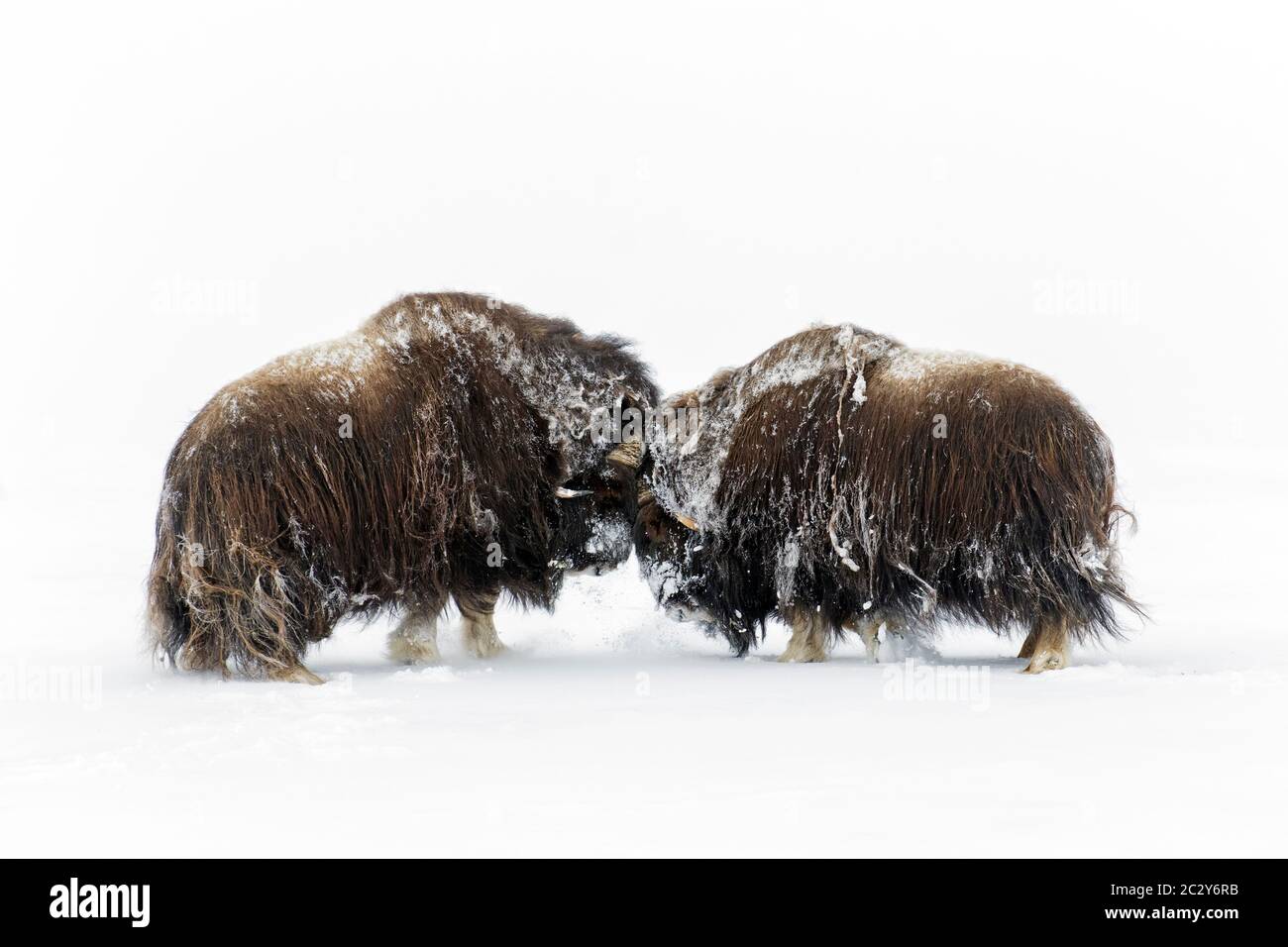 Tori di Muskox (Ovibos moschatus) due maschi che combattono con il testamento sulla tundra innevata in inverno, il Parco Nazionale di Dovrefjell-Sunndalsfjella, Norvegia Foto Stock