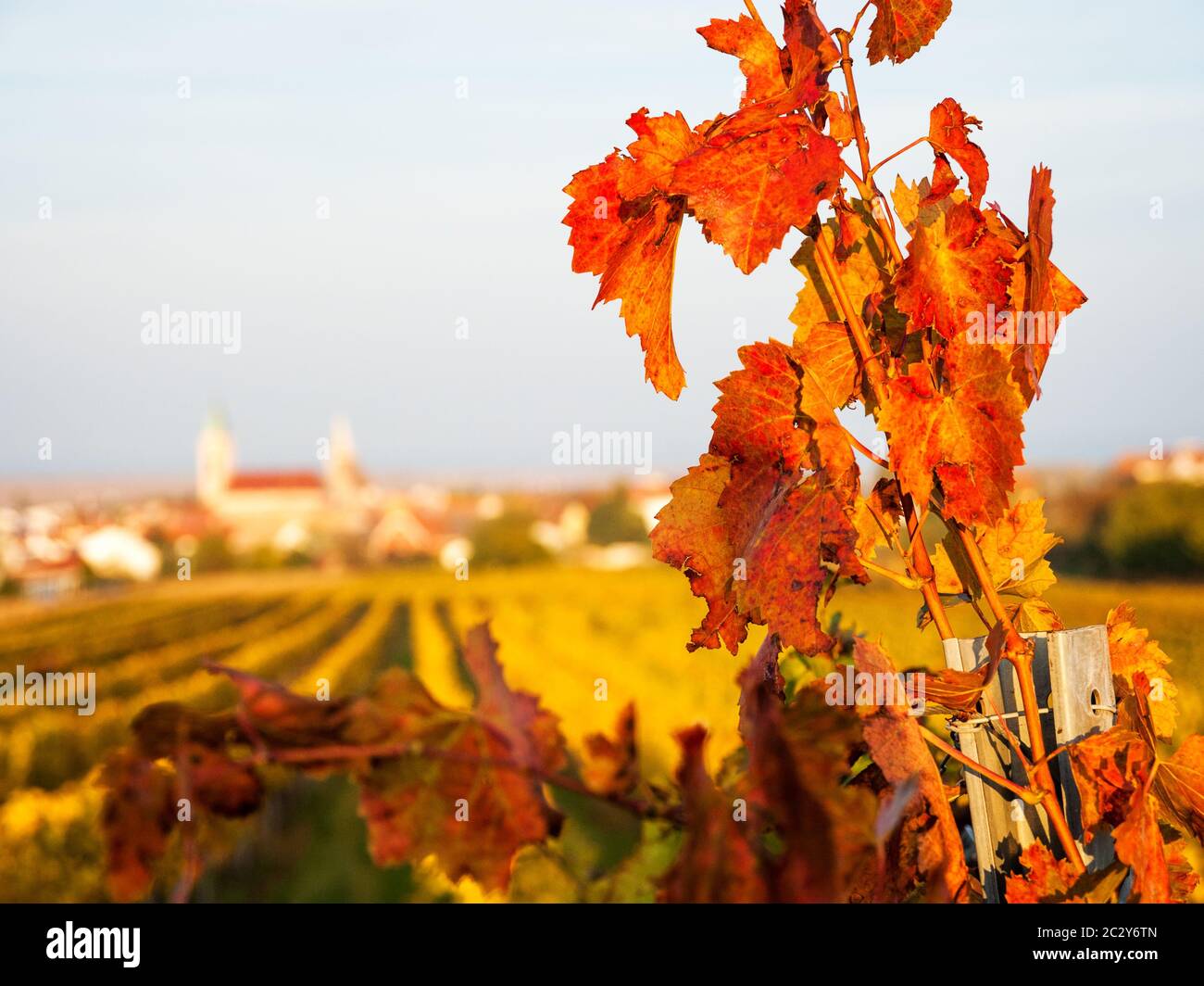 Foglie d'autunno nei vigneti del lago neusiedl in Burgenland Foto Stock