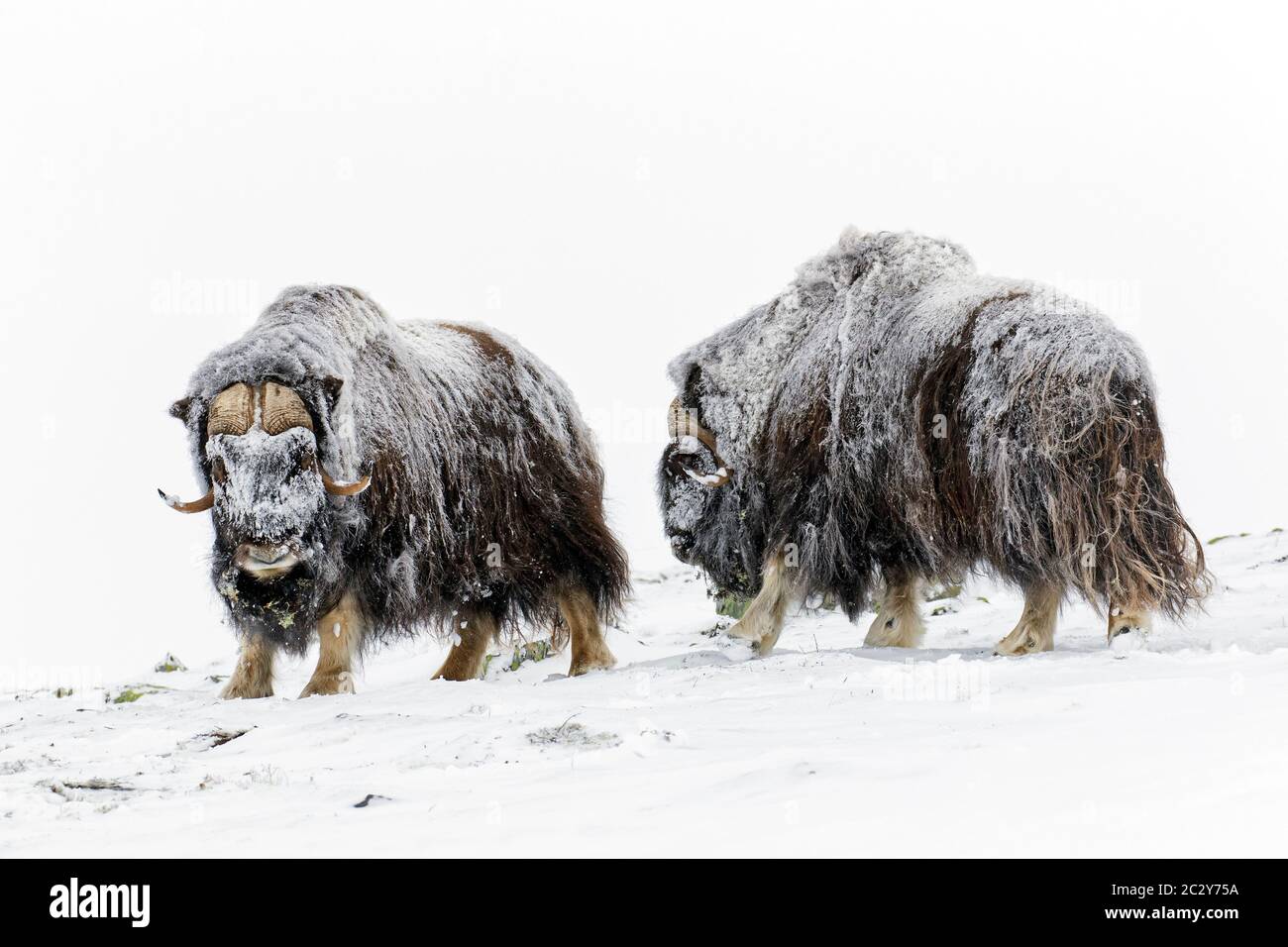 Tori di Muskox (Ovibos moschatus) due maschi che combattono con il testamento sulla tundra innevata in inverno, il Parco Nazionale di Dovrefjell-Sunndalsfjella, Norvegia Foto Stock