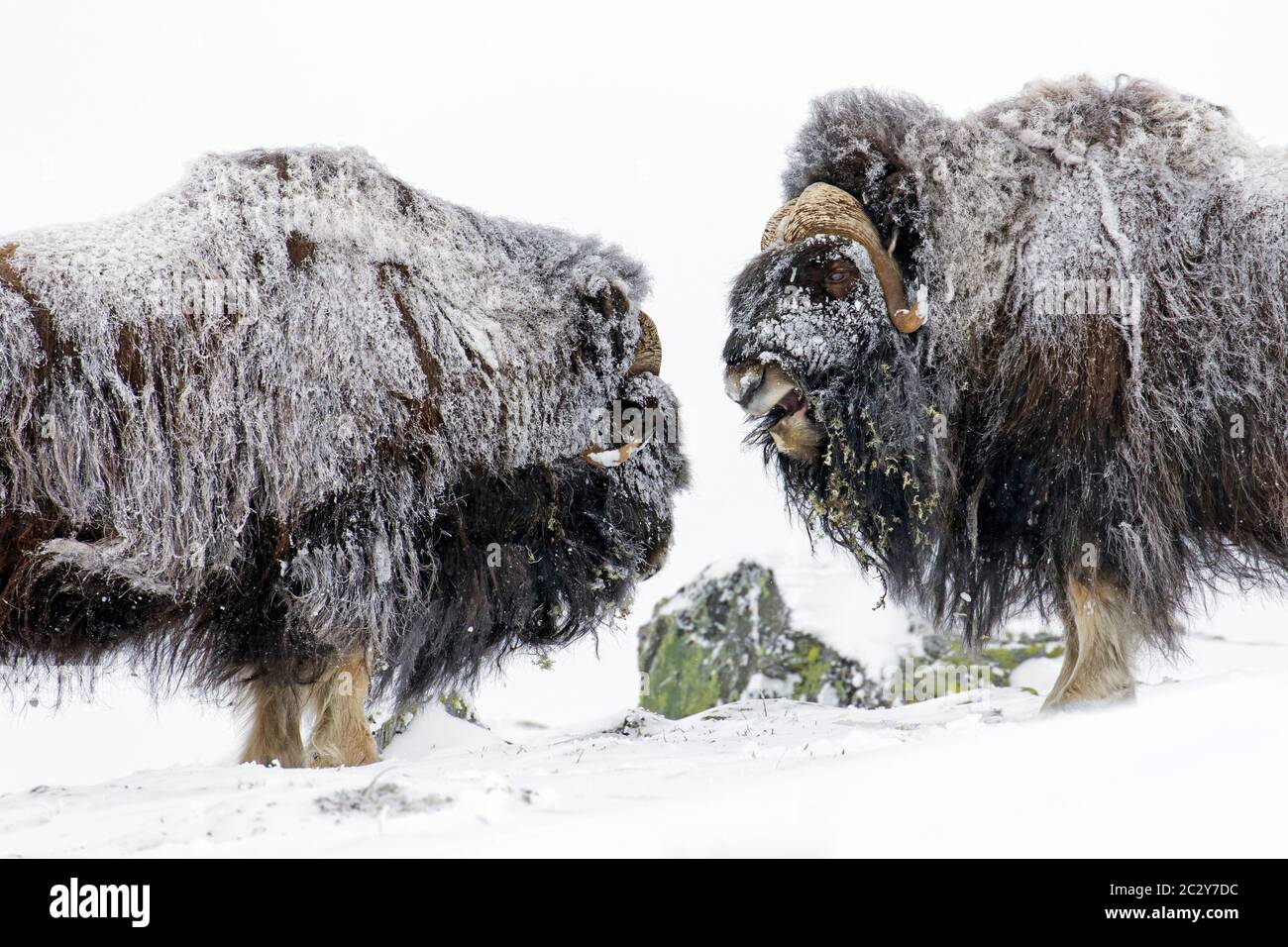 Tori di Muskox (Ovibos moschatus) due maschi che combattono con il testamento sulla tundra innevata in inverno, il Parco Nazionale di Dovrefjell-Sunndalsfjella, Norvegia Foto Stock