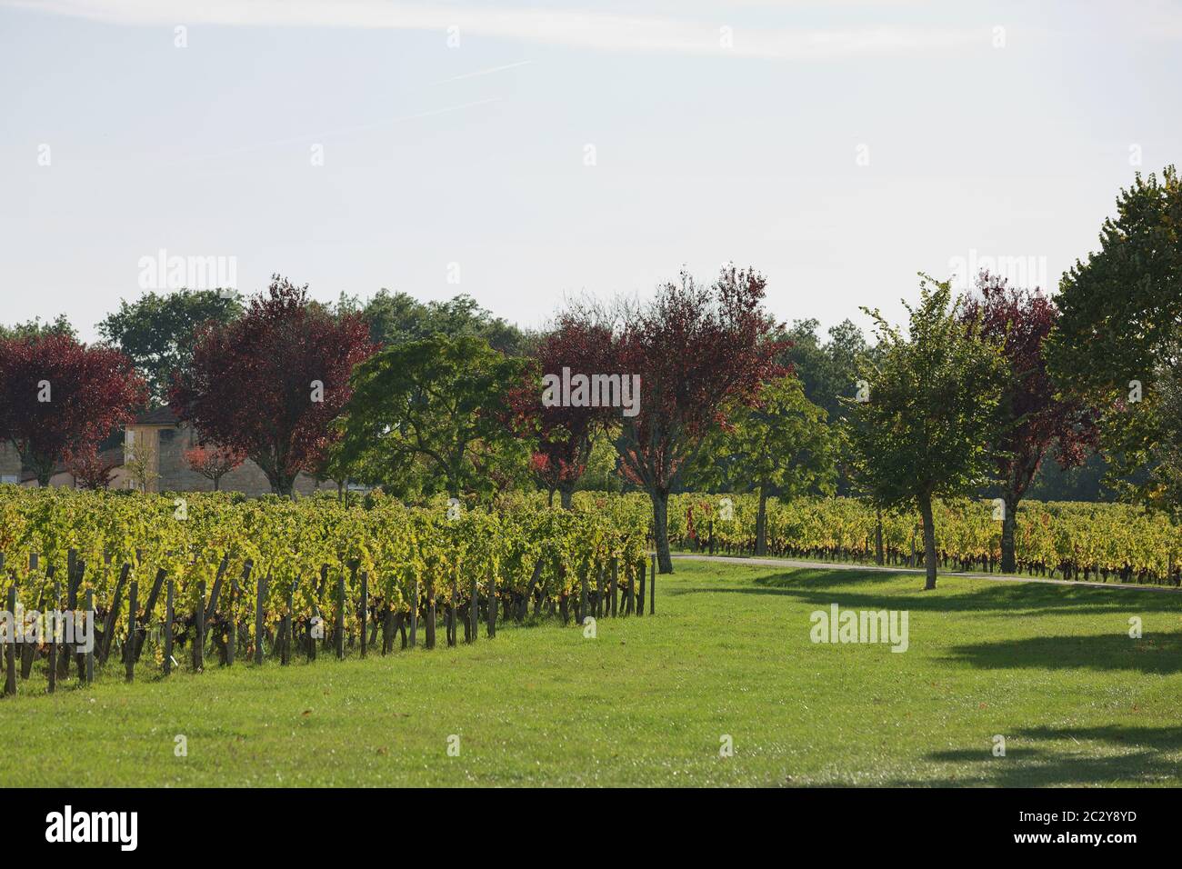 Uve nel vigneto nel sud della Francia in Provenza Foto Stock