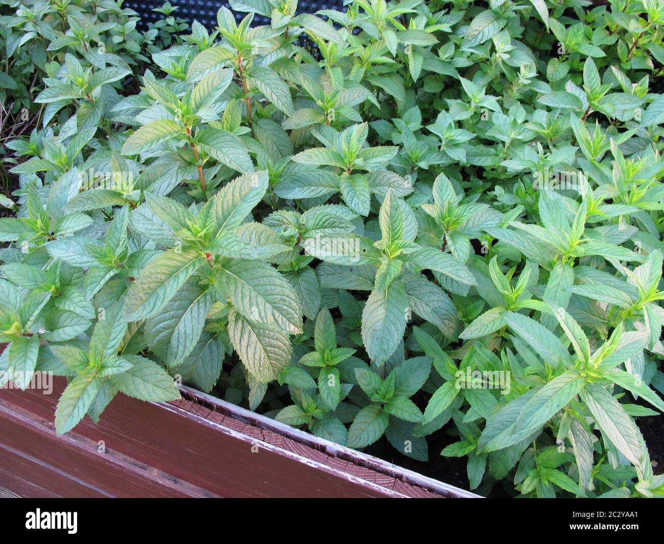 Erbe, piante di menta, menta in un letto da giardino rialzato con bordature di legno marrone Foto Stock