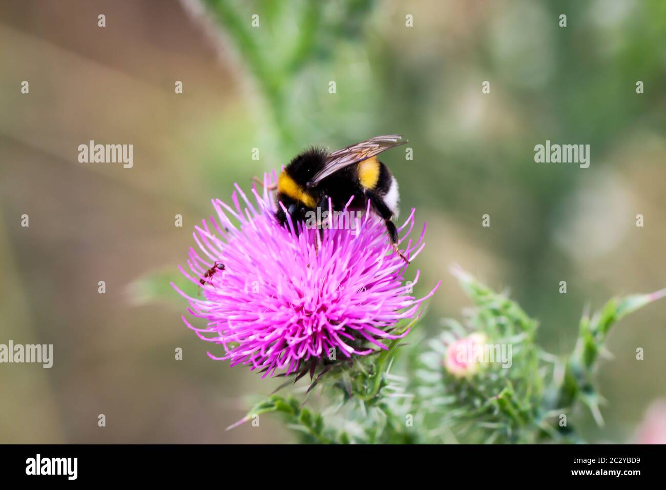 un bumblebee cerca il cibo su un thistle del latte Foto Stock