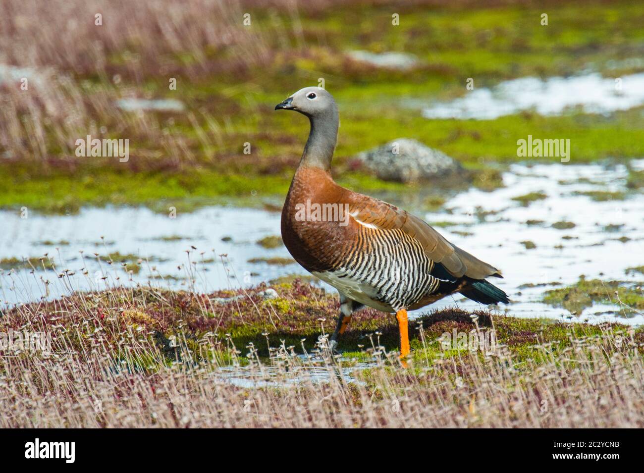 Ritratto di oca a testa di cenere (Chloephaga poliocephala) in piedi all'aperto, Patagonia, Cile, Sud America Foto Stock
