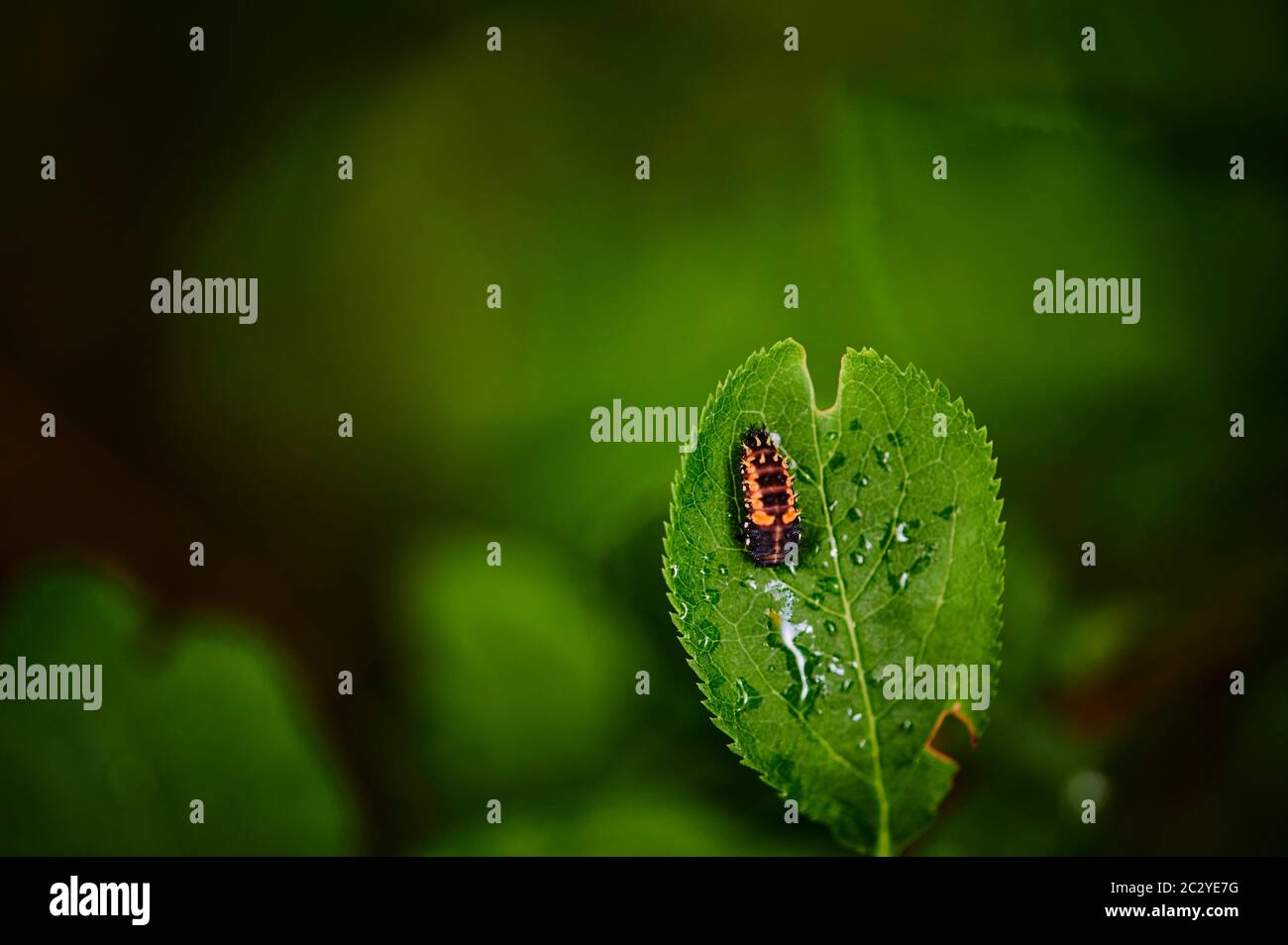 Macro shot della larva da un coccinellidae su una foglia con gocce di pioggia. Foto Stock
