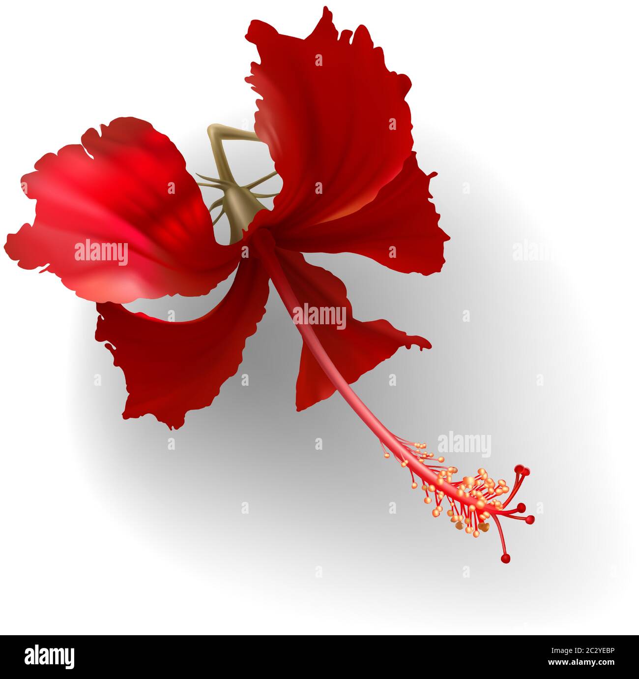 Tropicale esotico rosso oro fiore hibiscus su sfondo bianco vettore. Bellissimo elemento di disegno botanico, pianta tropicale della giungla per cerimonia nuziale in Illustrazione Vettoriale