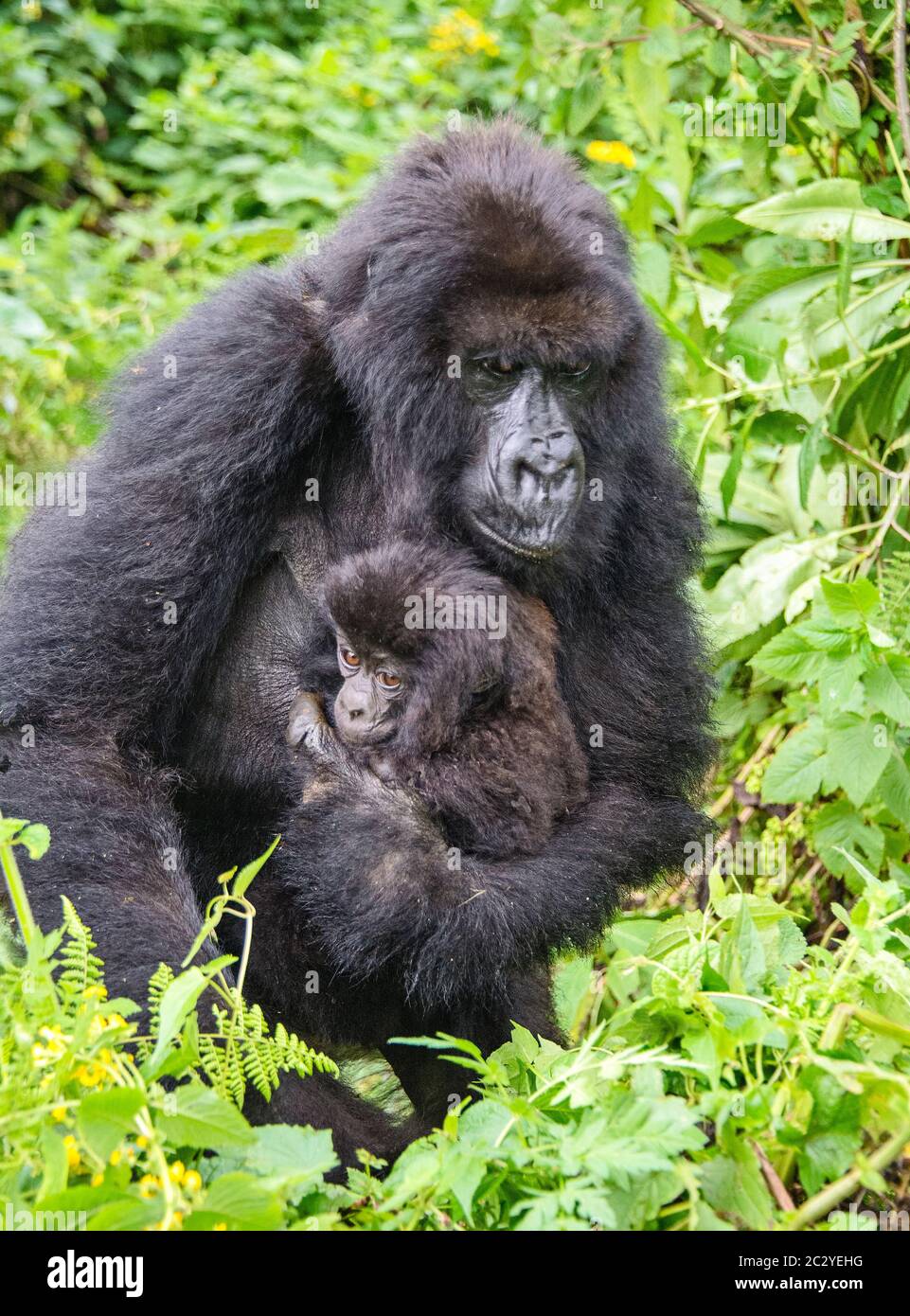 Famiglia gorilla di montagna (Gorilla beringei beringei), Ruanda, Africa Foto Stock