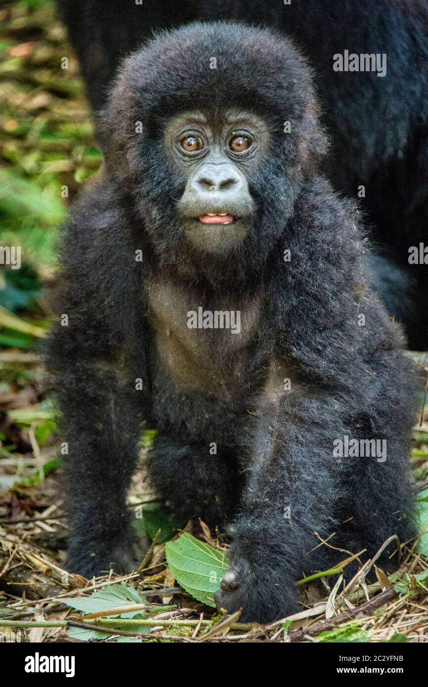 Primo piano ritratto di giovane gorilla di montagna (Gorilla beringei beringei), Ruanda, Africa Foto Stock