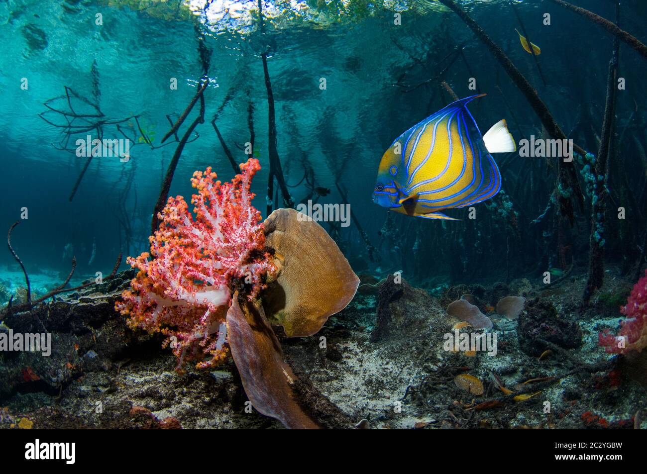 Angelfish con anello blu [Pomacanthus annularis] nuotare accanto corallo morbido in mangrovie. Raja Ampat, Papua Occidentale, Indonesia. Foto Stock