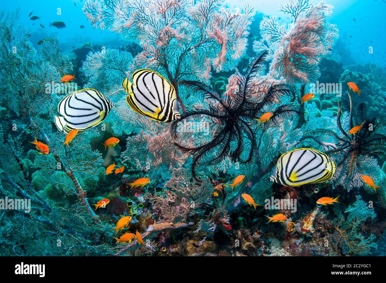 Il pesce farfalla di Meyer [Chaetodon myeri] sulla barriera corallina con gorgonie, stelle di piuma e Goldie. Raja Ampat, Papua Occidentale, Indonesia. Foto Stock
