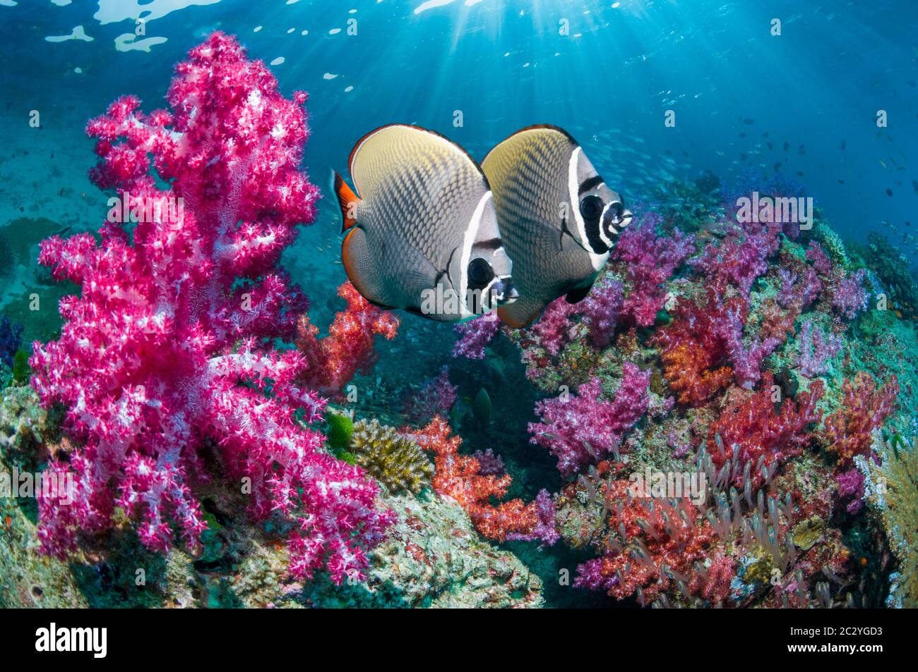 Redtail butterflyfish [Chaetodon collare] nuotare accanto ai coralli molli sulla barriera corallina. Mare delle Andamane, Thailandia. Foto Stock