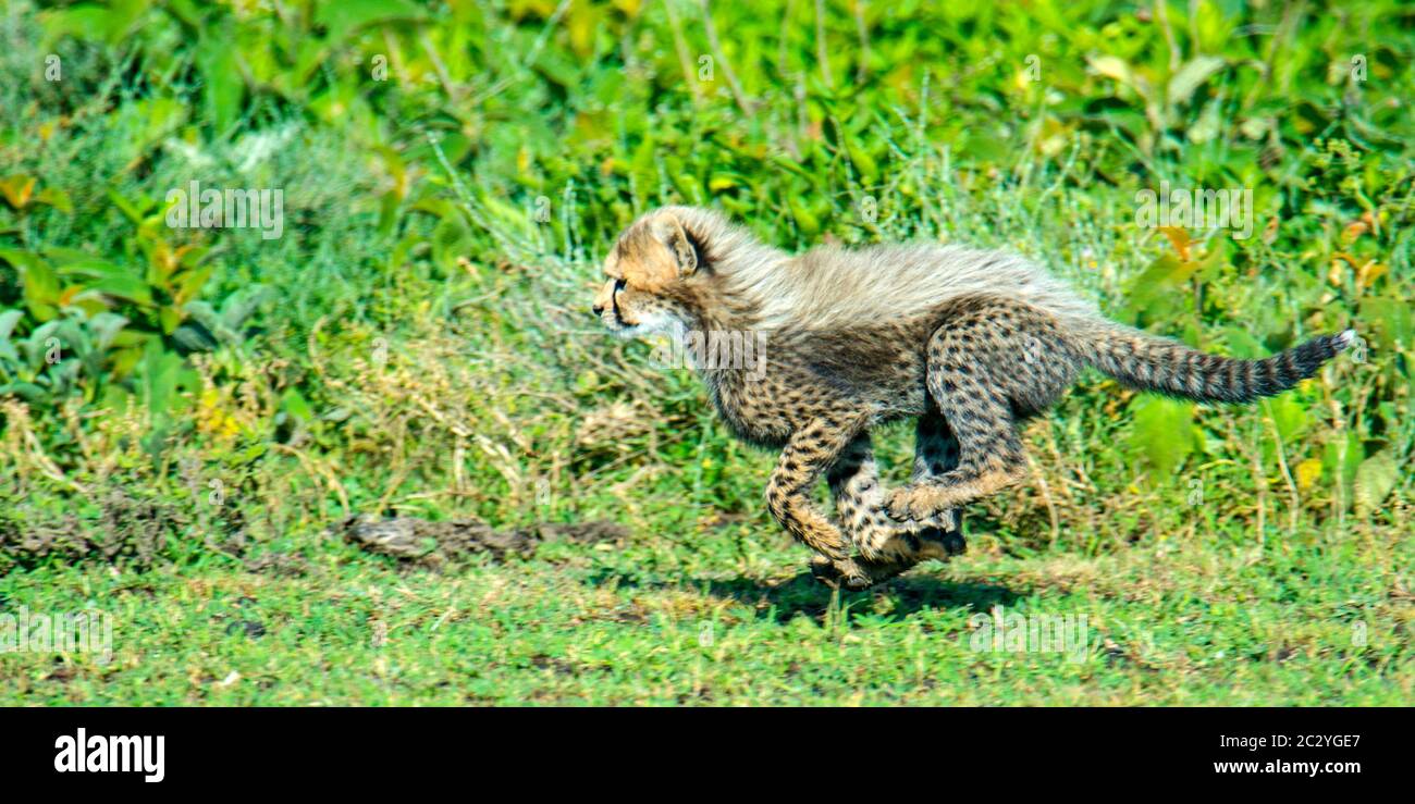 Primo piano di giovane ghepardo (Achinonyx jubatus) running, Ngorongoro Conservation Area, Tanzania, Africa Foto Stock