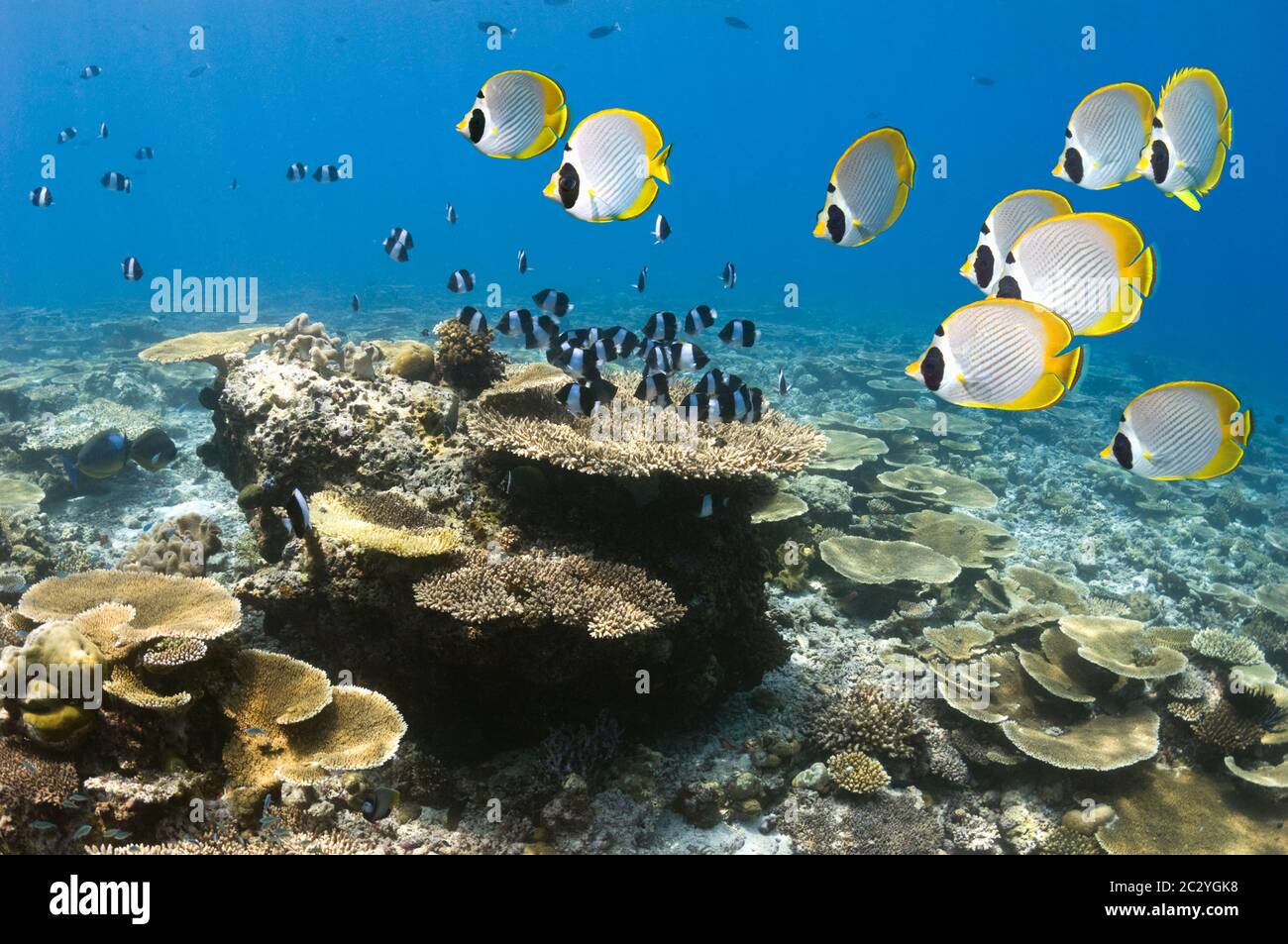 Piramide nera di pesce farfalla (Hemitaurichthys zoster) sopra il corallo della tabella sulla parte superiore della barriera corallina poco profonda. Maldive. Foto Stock