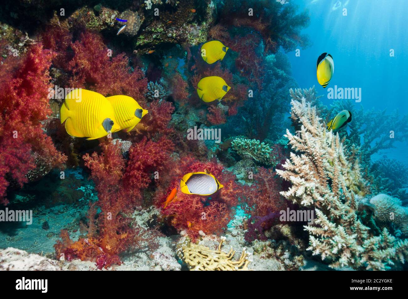 Pesce farfalla d'oro [Chaetodon semilarvatus] che nuotano accanto ai coralli molli [Dendronephthya sp.]. Egitto, Mar Rosso. Foto Stock
