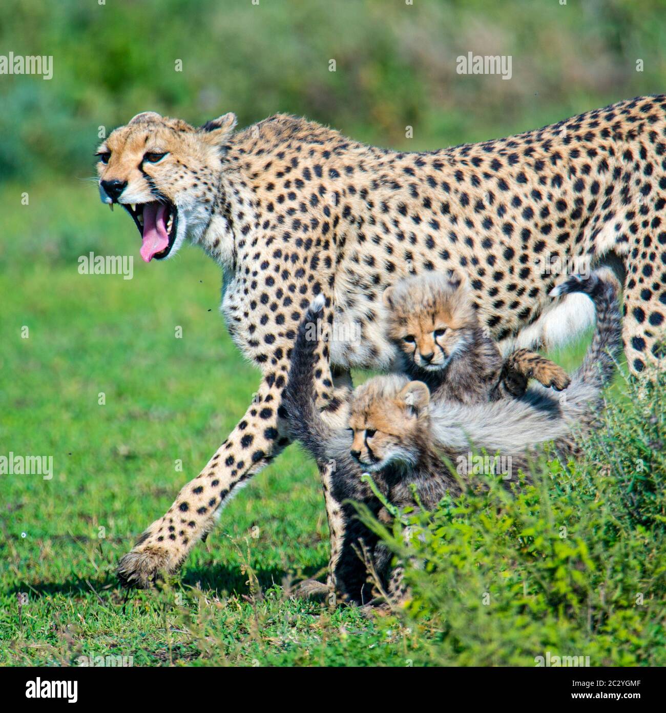 Ghepardo (Achinonyx jubatus) con i cubetti, Area di conservazione di Ngorongoro, Tanzania, Africa Foto Stock