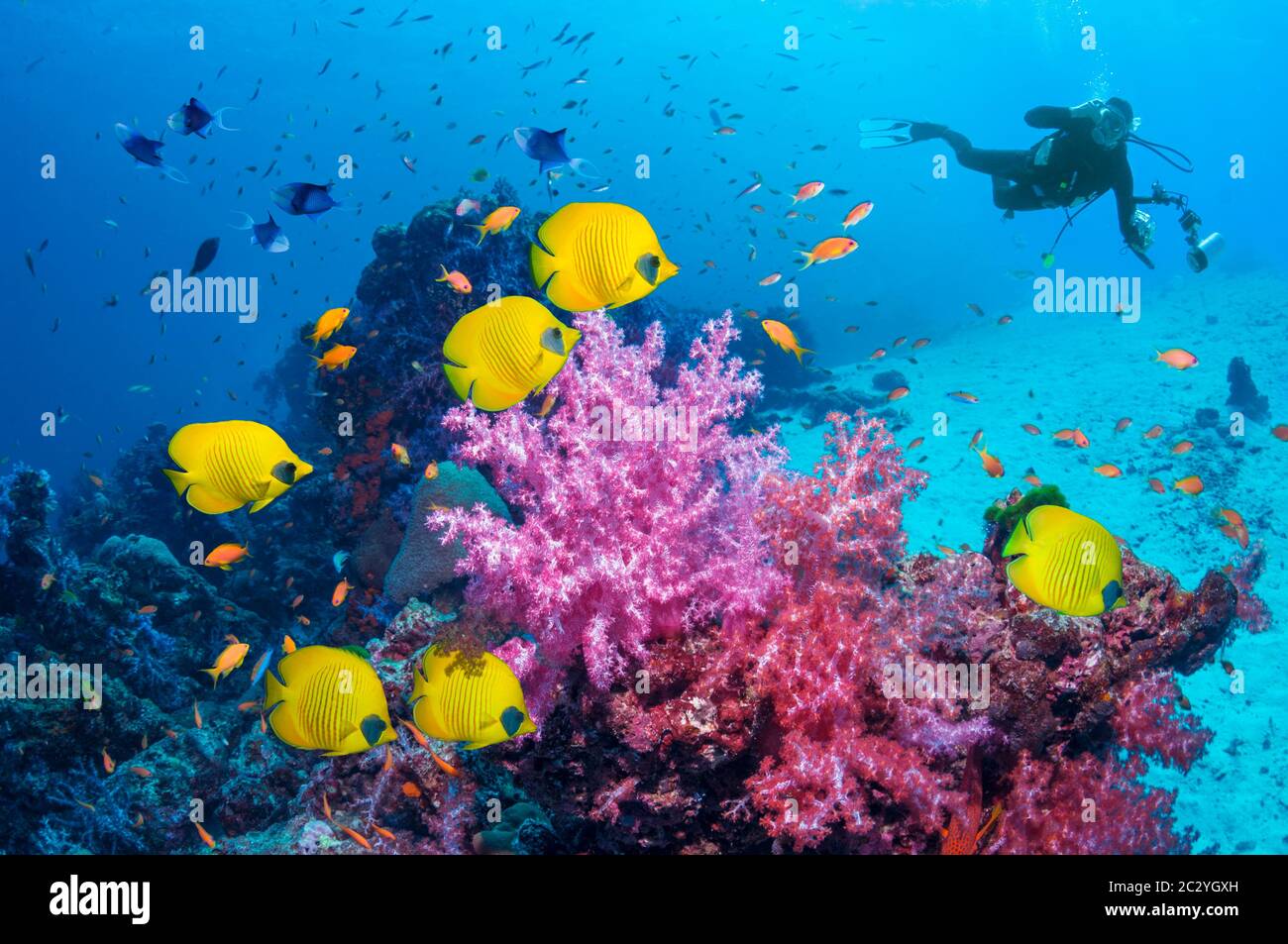 Pesce farfalla d'oro [Chaetodon semilarvatus], nuotando sulla barriera corallina con un sub in background. Egitto, Mar Rosso. Foto Stock