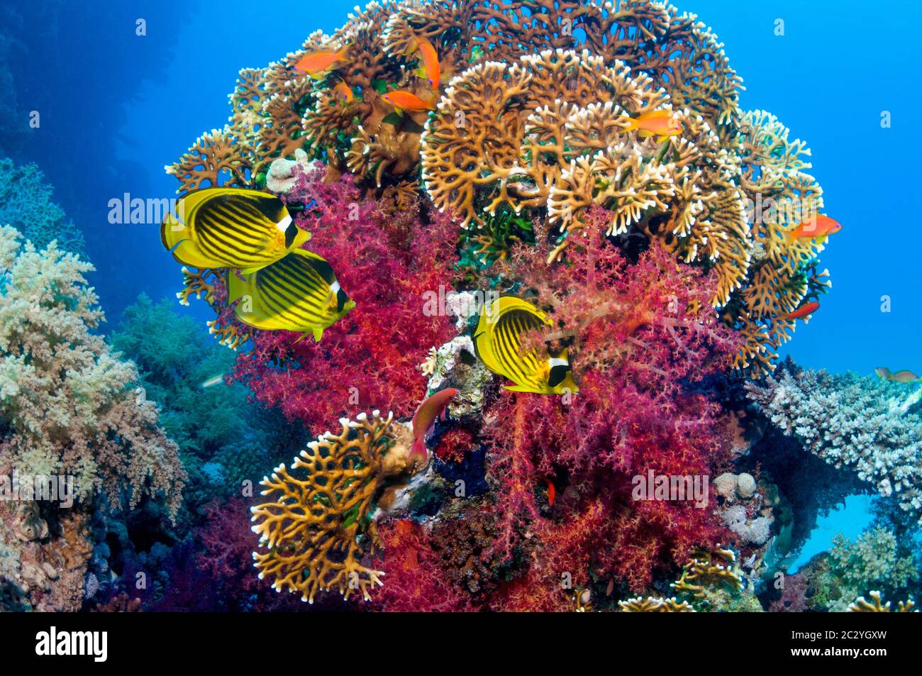 Coral reef paesaggi con mare rosso raccoon butterflyfish [Chaetodon fasciatus], Lyretail anthias o Goldies [Pseudanthias squamipinnis] e coralli molli. Foto Stock