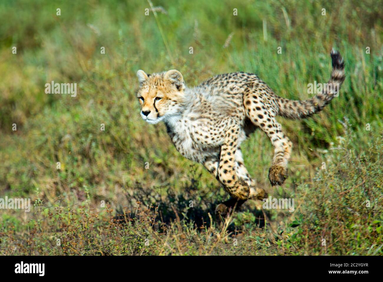 Ghepardo (Achinonyx jubatus) running, Ngorongoro Conservation Area, Tanzania, Africa Foto Stock