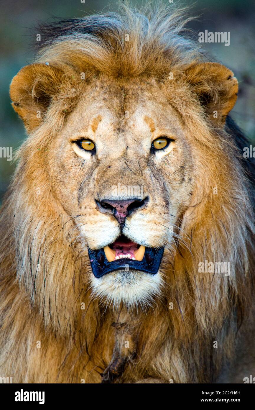 Primo piano ritratto di leone (Panthera leo), Area di conservazione di Ngorongoro, Tanzania, Africa Foto Stock