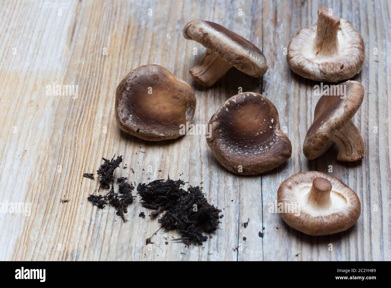 Champignons marrone su legno di fondo concetto. Foto Stock