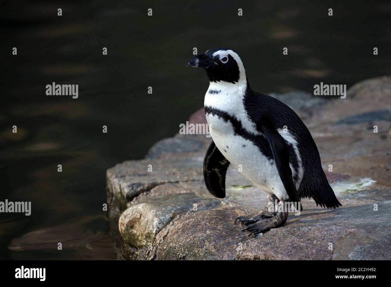Penguin nel selvaggio Foto Stock