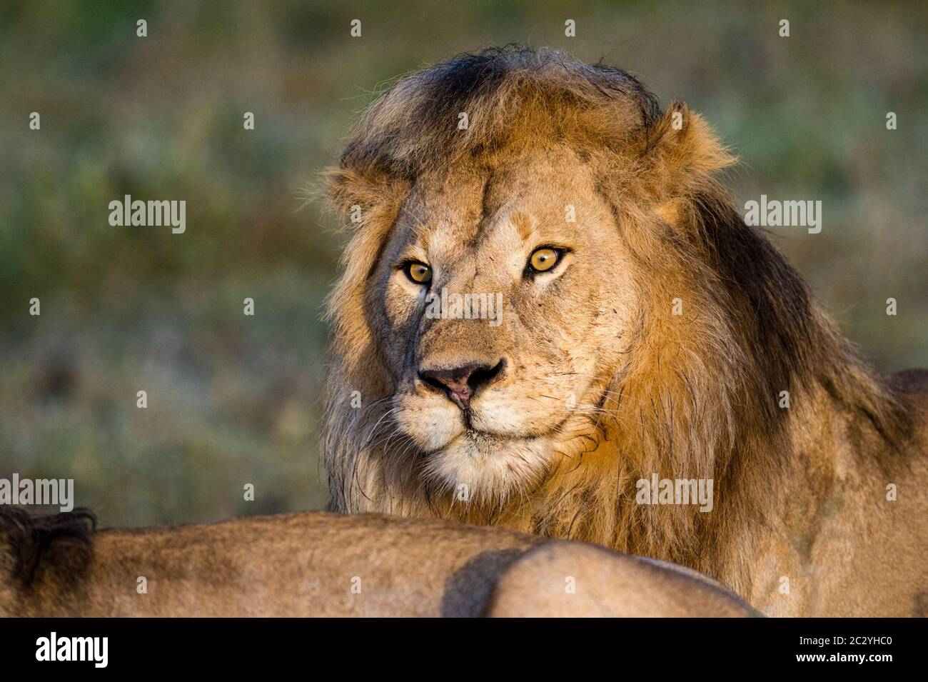 Primo piano ritratto di leone (Panthera leo), Area di conservazione di Ngorongoro, Tanzania, Africa Foto Stock