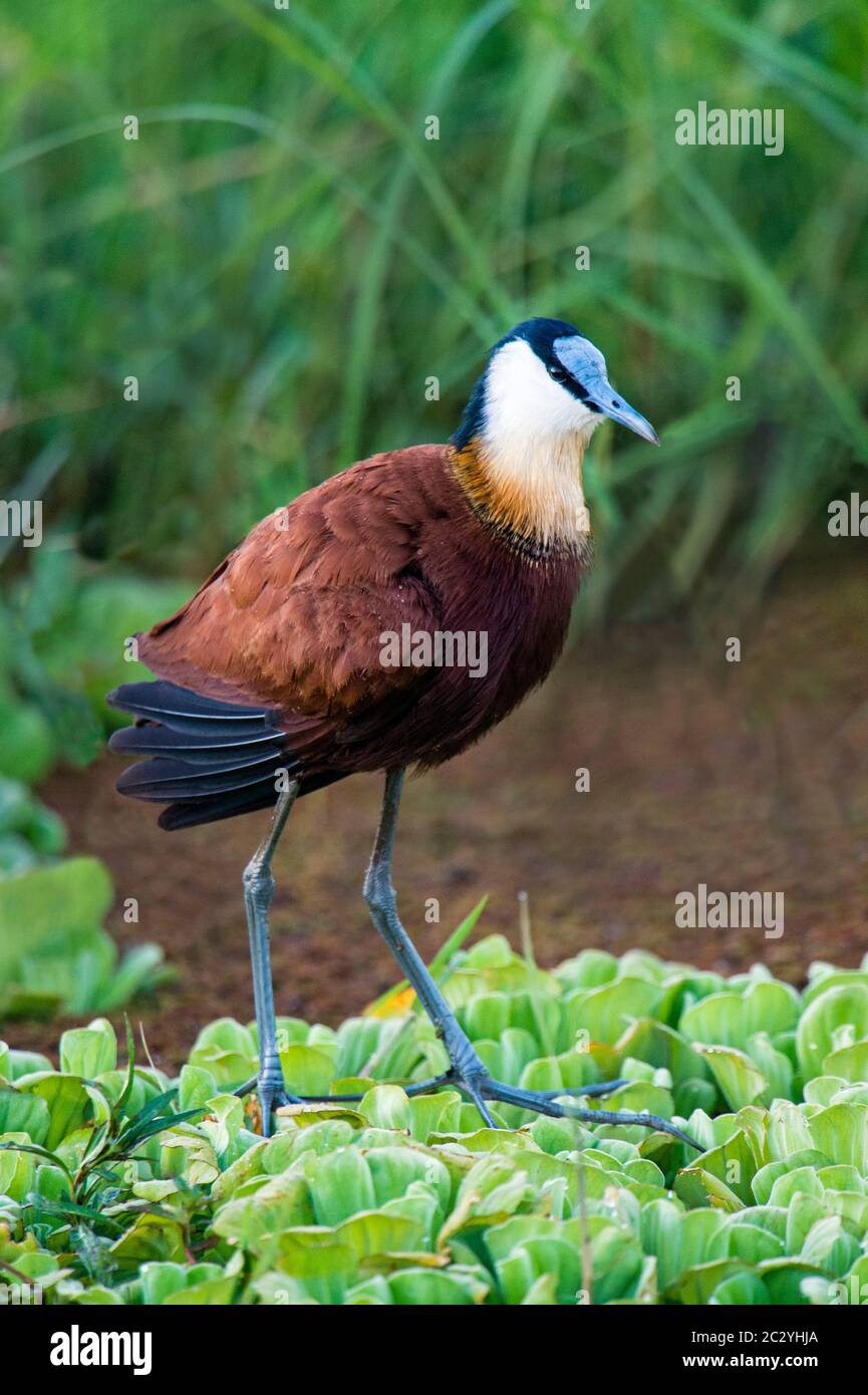 African jacana (Actophilornis africanus) in piedi sulla cima di piante verdi, Parco Nazionale del Lago Manyara, Tanzania, Africa Foto Stock
