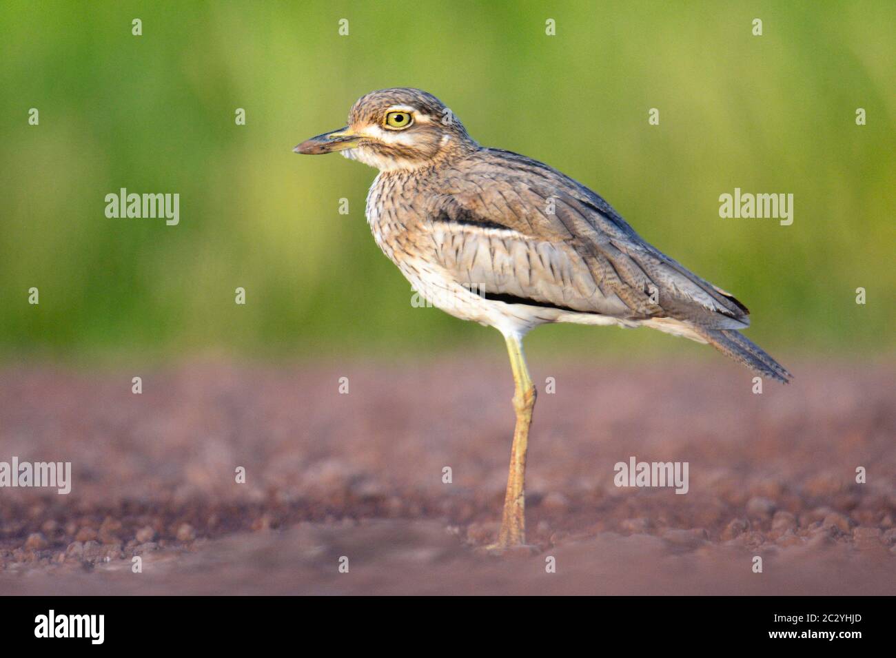 Ritratto di acqua ginocchio spesso (Burhinus vermiculatus) in piedi all'aperto, Parco Nazionale del Lago Manyara, Tanzania, Africa Foto Stock