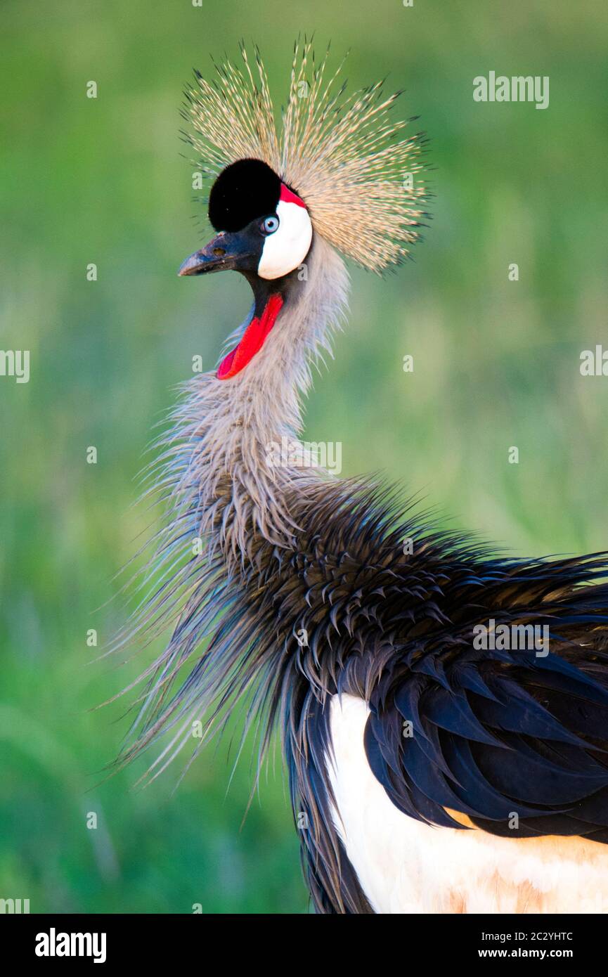 Ritratto di gru grigia (Baleari regolorum), Parco Nazionale del Lago Manyara, Tanzania, Africa Foto Stock
