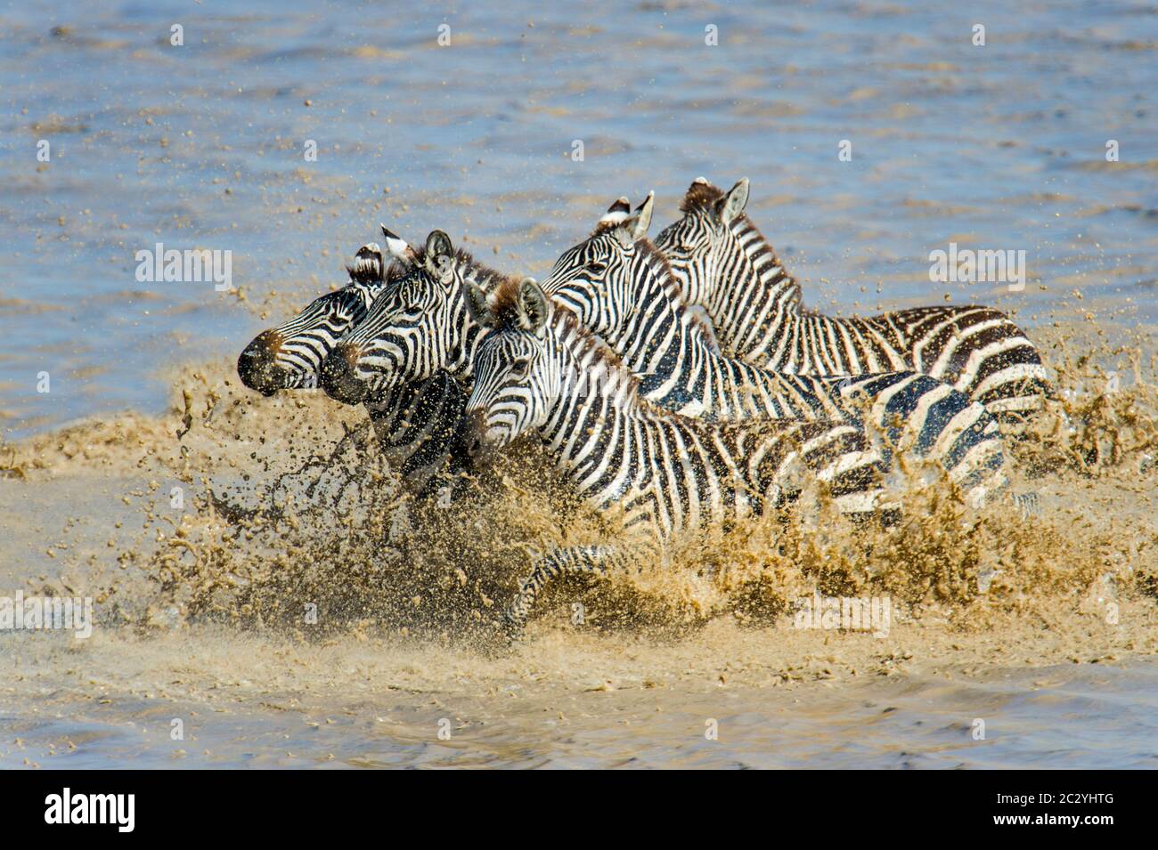 Burchells zebre (Equus quagga burchellii) che attraversa il fiume nella zona di conservazione di Ngorongoro, Tanzania, Africa Foto Stock