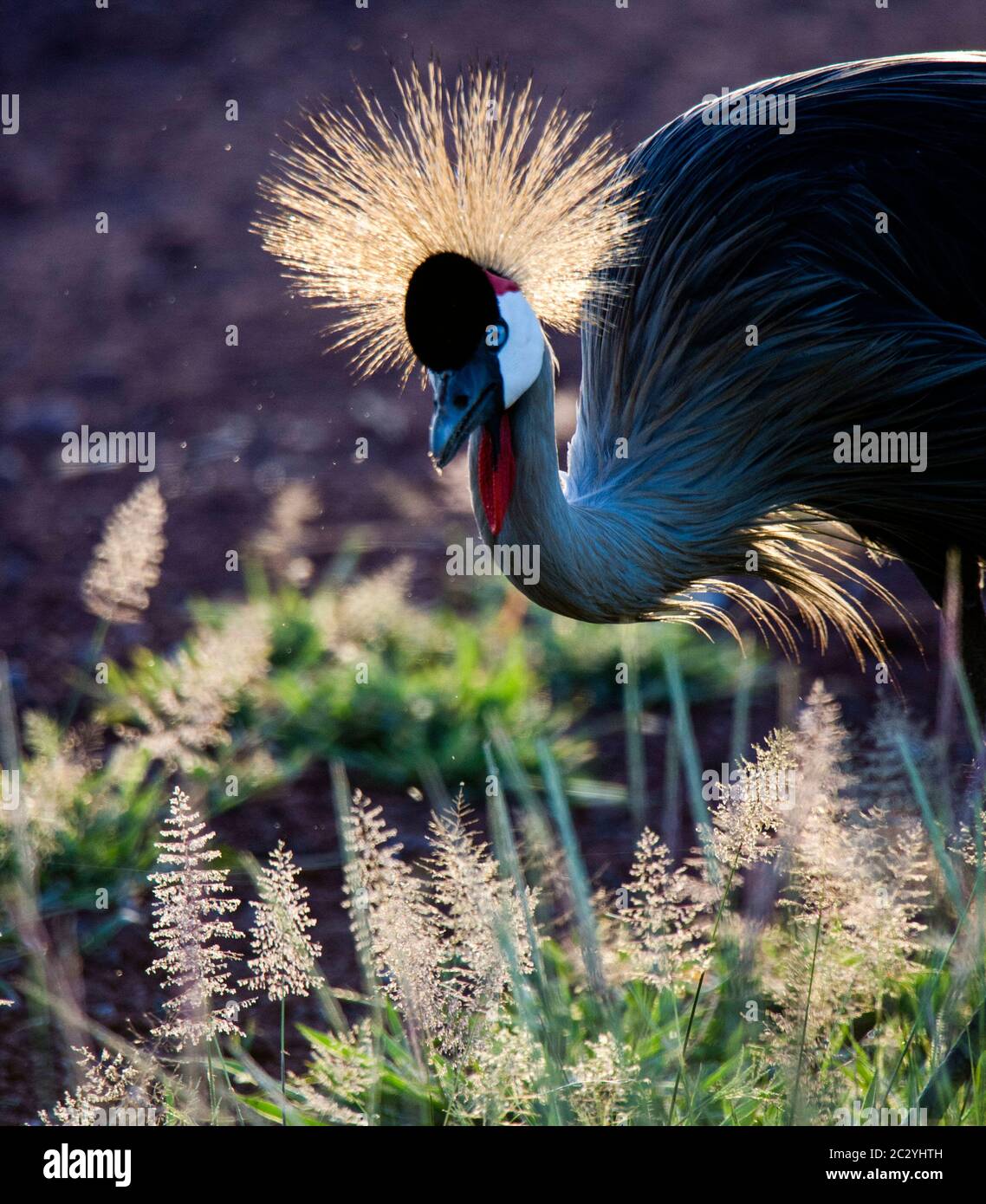 Ritratto di gru grigia (Baleari regolorum), Parco Nazionale del Lago Manyara, Tanzania, Africa Foto Stock