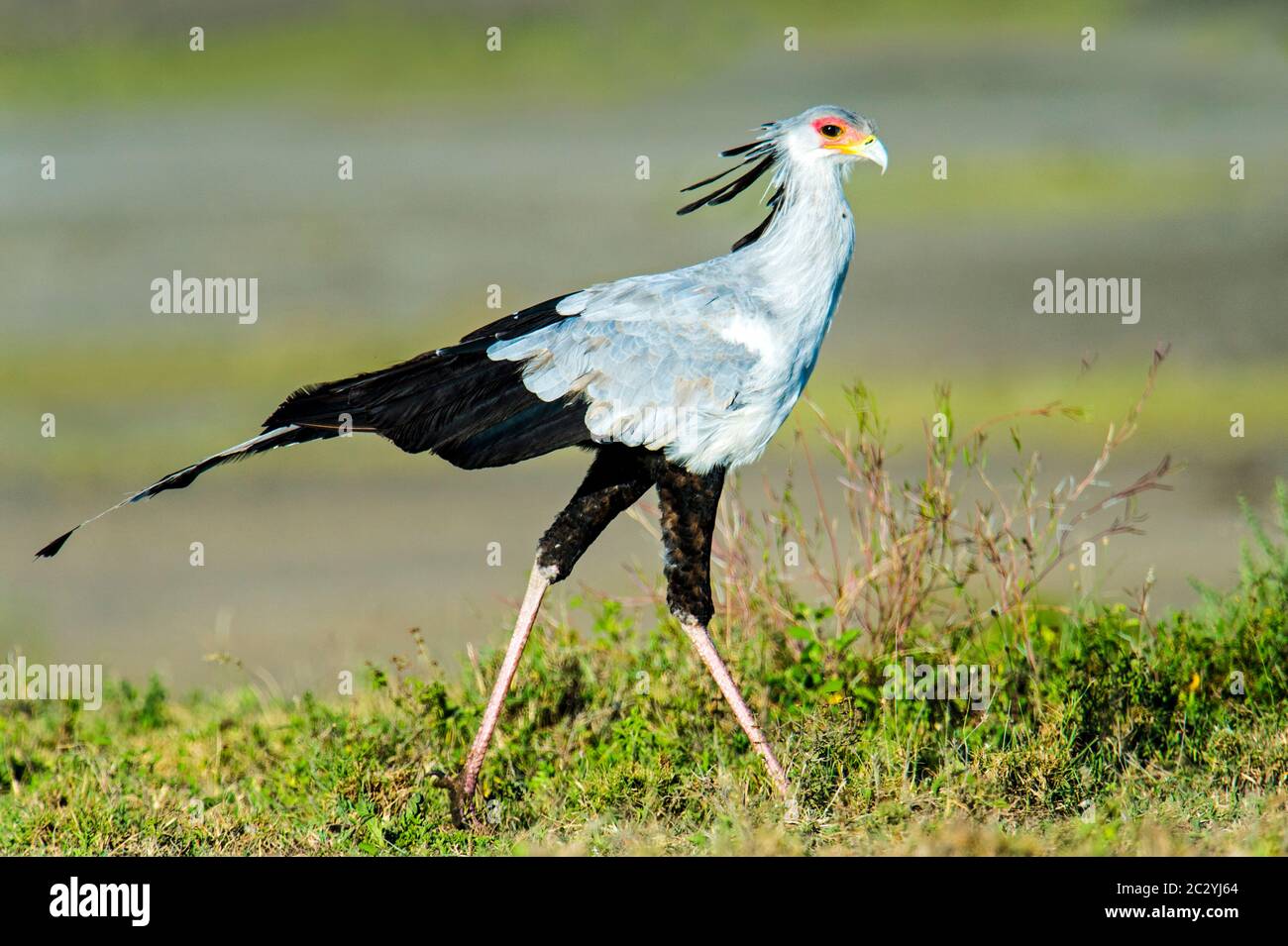 Ritratto di uccello segretario (Sagittario serpentarius) in piedi all'aperto, Ngorongoro Area di conservazione, Tanzania, Africa Foto Stock