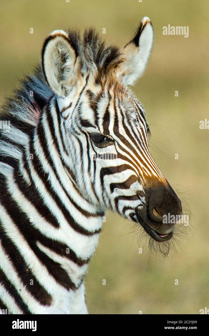 Ritratto di Burchells zebra (Equus quagga burchellii), Area di conservazione di Ngorongoro, Tanzania, Africa Foto Stock