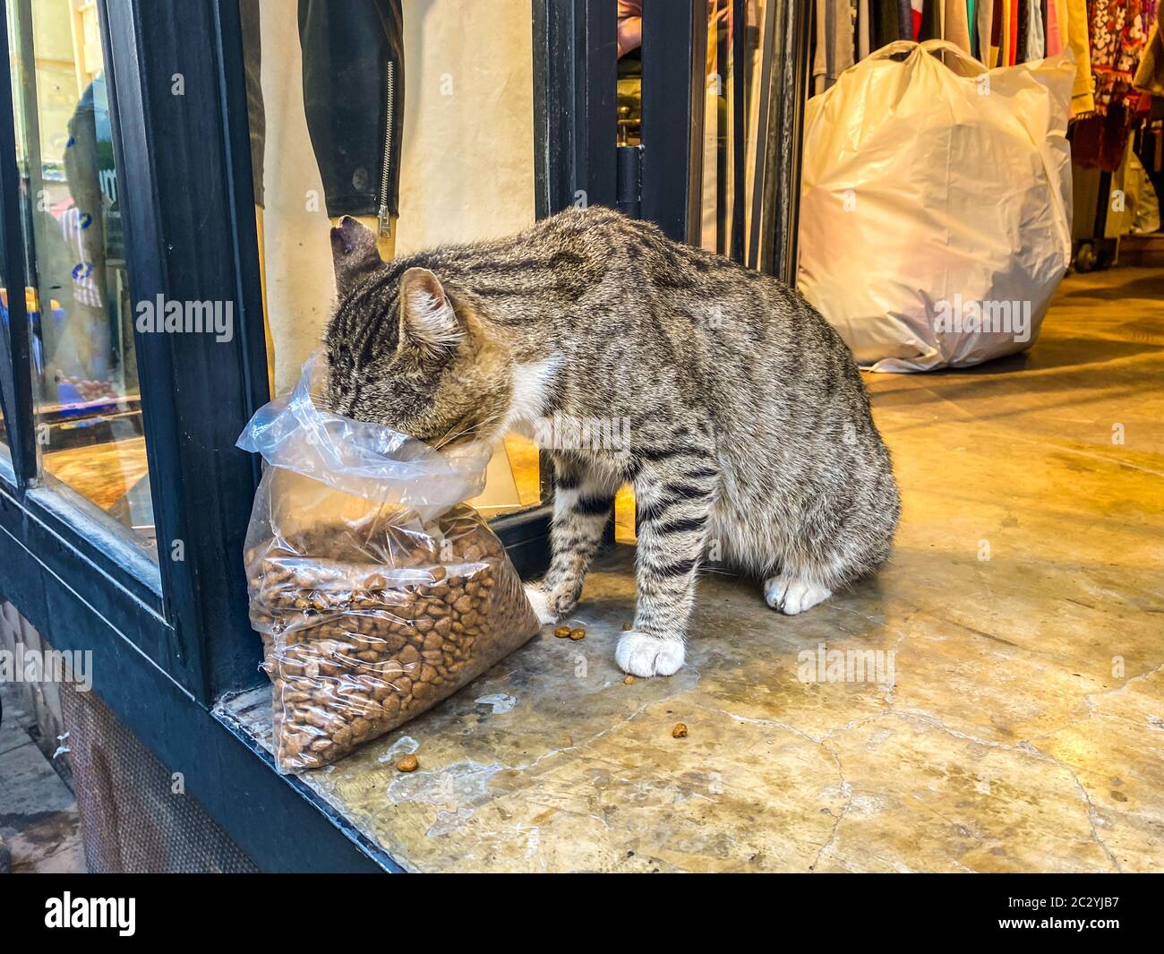 Cat a Istanbul, Turchia. Senza tetto cute Cat. Un gatto di strada a Istanbul. Tema animali senza casa. Senzatetto vagaballo di strada mangia f Foto Stock