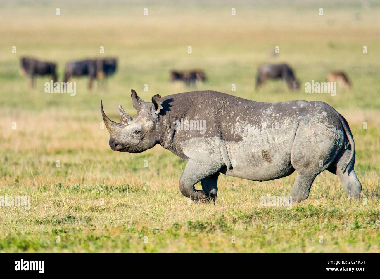 Rinoceronte nero o rinoceronte con gancio (Diceros bicornis) a piedi, Area di conservazione di Ngorongoro, Tanzania, Africa Foto Stock