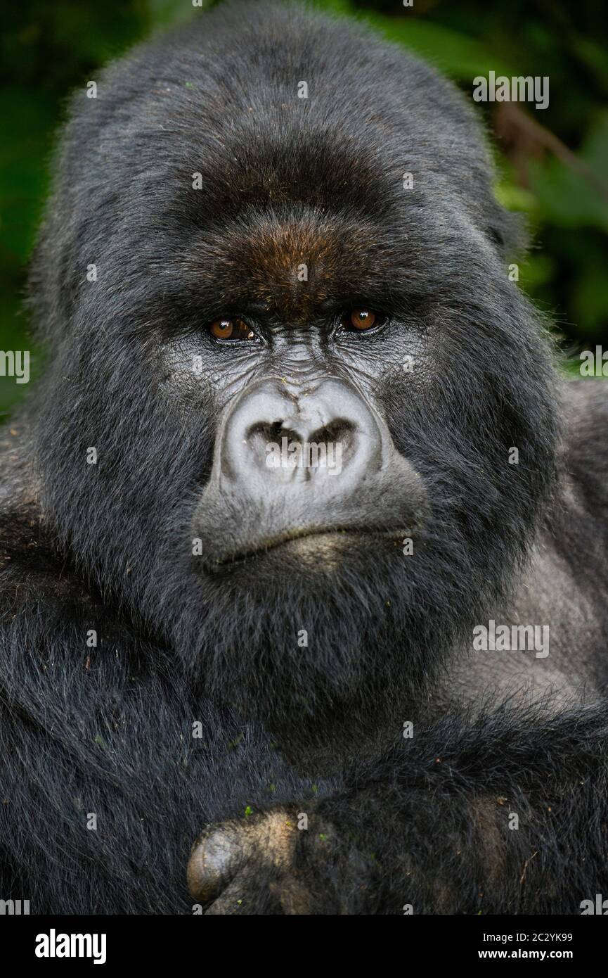 Primo piano ritratto di gorilla di montagna (Gorilla beringei beringei), Ruanda, Africa Foto Stock