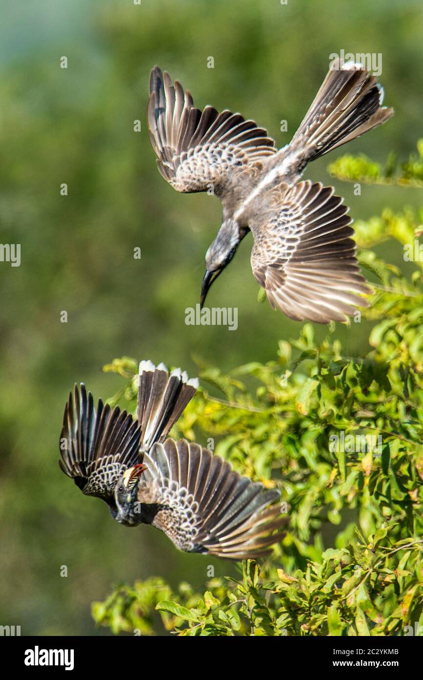 Fiaccola grigia africana (Lophoceros nasutus) volare, Lago Manyara Parco Nazionale, Tanzania, Africa Foto Stock