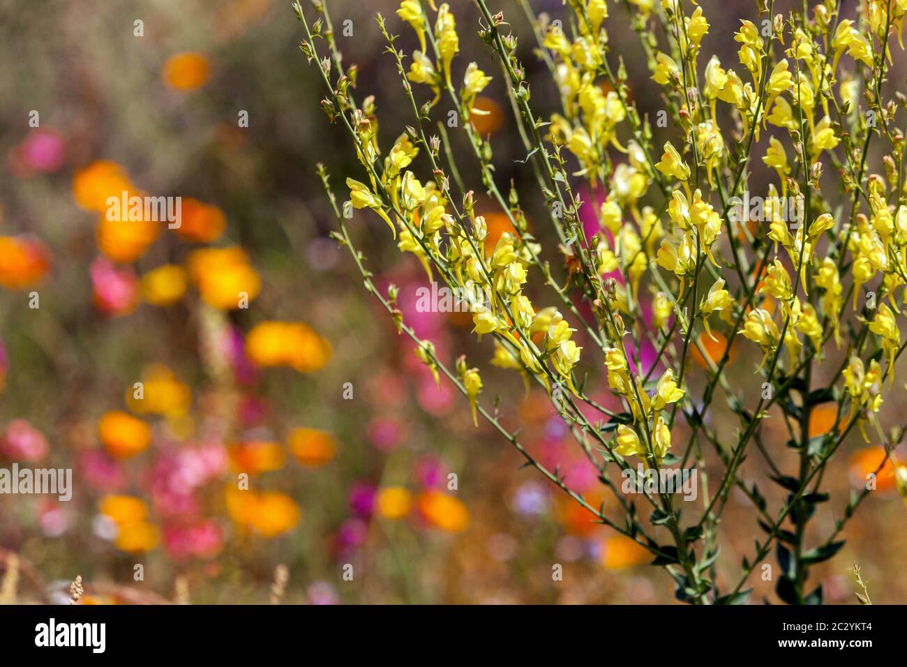 snapdragon selvatico in colorato giardino prato fiori selvatici colorati Foto Stock